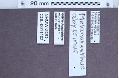 Etiketten zu Melanoxanthus abyssinus (NHMW-ZOO-COL-0011102)